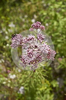 Eupatorium cannabinum plant in bloom