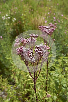 Eupatorium cannabinum plant in bloom