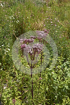 Eupatorium cannabinum plant in bloom