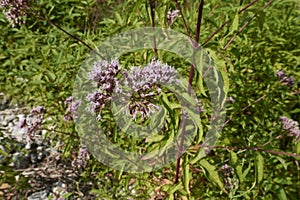 Eupatorium cannabinum plant in bloom