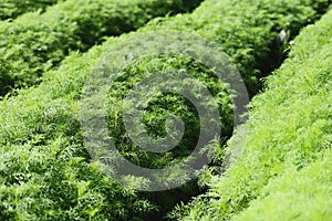 Eupatorium capillifolium - green organic dill plants grows in farm garden , asparagus field