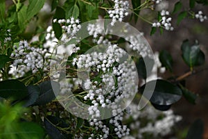 Eupatorium coelestinum ( Mist flower ) white flowers. Asteraceae perennial plants.