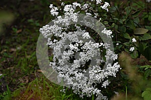 Eupatorium coelestinum ( Mist flower ) white flowers. Asteraceae perennial plants.