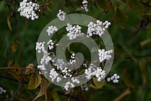 Eupatorium coelestinum ( Mist flower ) white flowers. Asteraceae perennial plants.