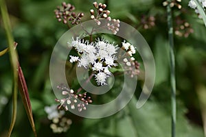 Eupatorium coelestinum ( Mist flower ) white flowers. Asteraceae perennial plants.