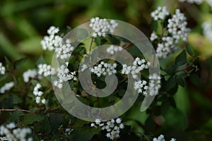 Eupatorium coelestinum ( Mist flower ) white flowers. Asteraceae perennial plants.