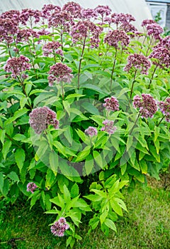 Eupatorium fistulosum hollow Joe-Pye weed blooming in the garden