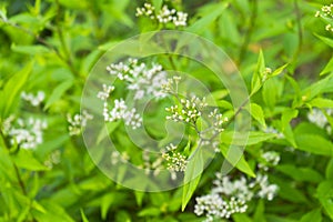 Eupatorium fortunei Turcz.