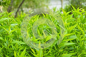 Eupatorium fortunei Turcz.