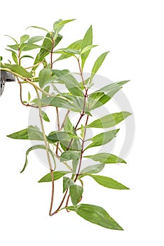 Eupatorium fortunei Turcz ,branch green leaves isolated on background