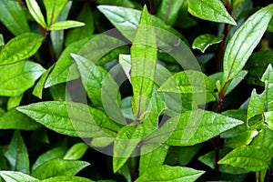 Eupatorium fortunei turcz. at garden