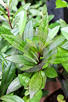 Eupatorium fortunei turcz. at garden