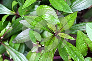 Eupatorium fortunei turcz. at garden