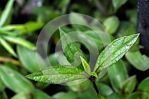 Eupatorium fortunei turcz. at garden