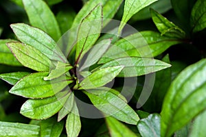 Eupatorium fortunei turcz. at garden