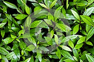 Eupatorium fortunei turcz. at garden