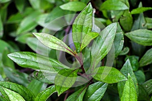 Eupatorium fortunei turcz. at garden