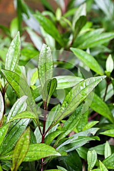 Eupatorium fortunei turcz. at garden