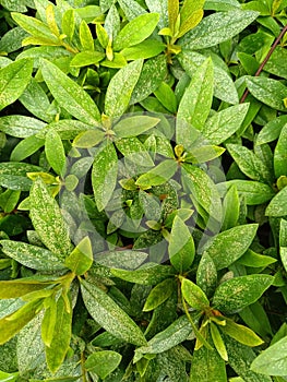 Eupatorium fortunei turcz at garden