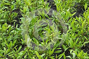 Eupatorium fortunei turcz. plant