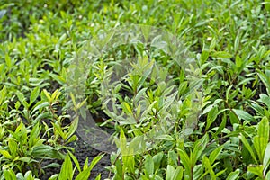 Eupatorium fortunei turcz. plant