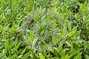 Eupatorium fortunei turcz. plant