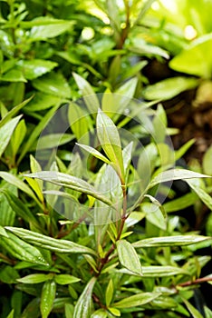 Eupatorium fortunei turcz trees on nature background