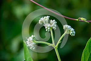 Eupatorium grass flower background in the forest