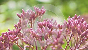 Eupatorium maculatum rose color at sunny summer day