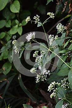 Eupatorium makinoi Boneset flowers