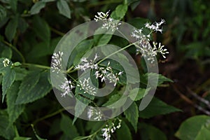 Eupatorium makinoi Boneset flowers