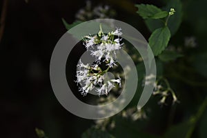 Eupatorium makinoi Boneset flowers