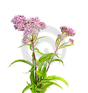 Eupatorium. Most are commonly called bonesets, thoroughworts or