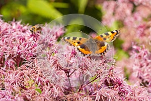 Eupatorium odoratum pink purple flowers with fluffy hairs. Butterfly Small Tortoiseshell Nymphalis urticae on a blooming