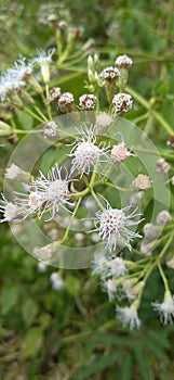 Eupatorium odoratum is a woody plant and belongs to the Asteraceae family.