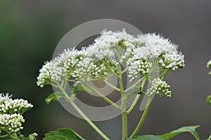 Eupatorium perfoliatum (boneset, boneset, agueweed, feverwort, sweating plant)