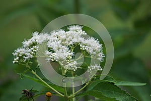 Eupatorium perfoliatum (boneset, boneset, agueweed, feverwort, sweating plant)