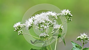 Eupatorium perfoliatum (boneset, boneset, agueweed, feverwort, sweating plant)