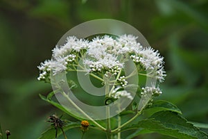 Eupatorium perfoliatum (boneset, boneset, agueweed, feverwort, sweating plant)