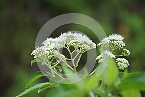 Eupatorium perfoliatum (boneset, boneset, agueweed, feverwort, sweating plant)