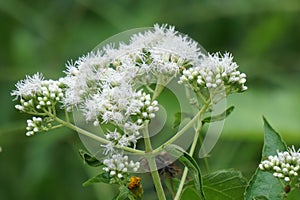 Eupatorium perfoliatum (boneset, boneset, agueweed, feverwort, sweating plant)