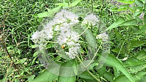 Eupatorium perfoliatum (boneset, boneset, agueweed, feverwort, sweating plant)