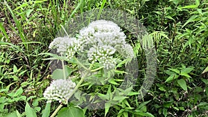 Eupatorium perfoliatum (boneset, boneset, agueweed, feverwort, sweating plant)