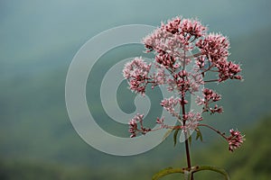 Eupatorium purpureum