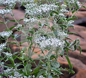 Eupatorium serotinum plant and flowers