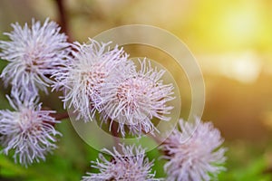 Eupatorium sordidum flower blooming in garden.