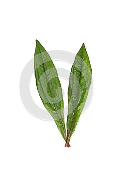 Eupatorium stoechadosmum Hance white background in studio