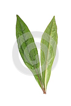 Eupatorium stoechadosmum Hance white background in studio