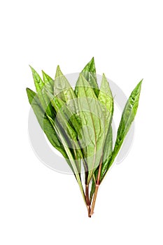 Eupatorium stoechadosmum Hance white background in studio