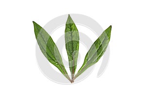 Eupatorium stoechadosmum Hance white background in studio